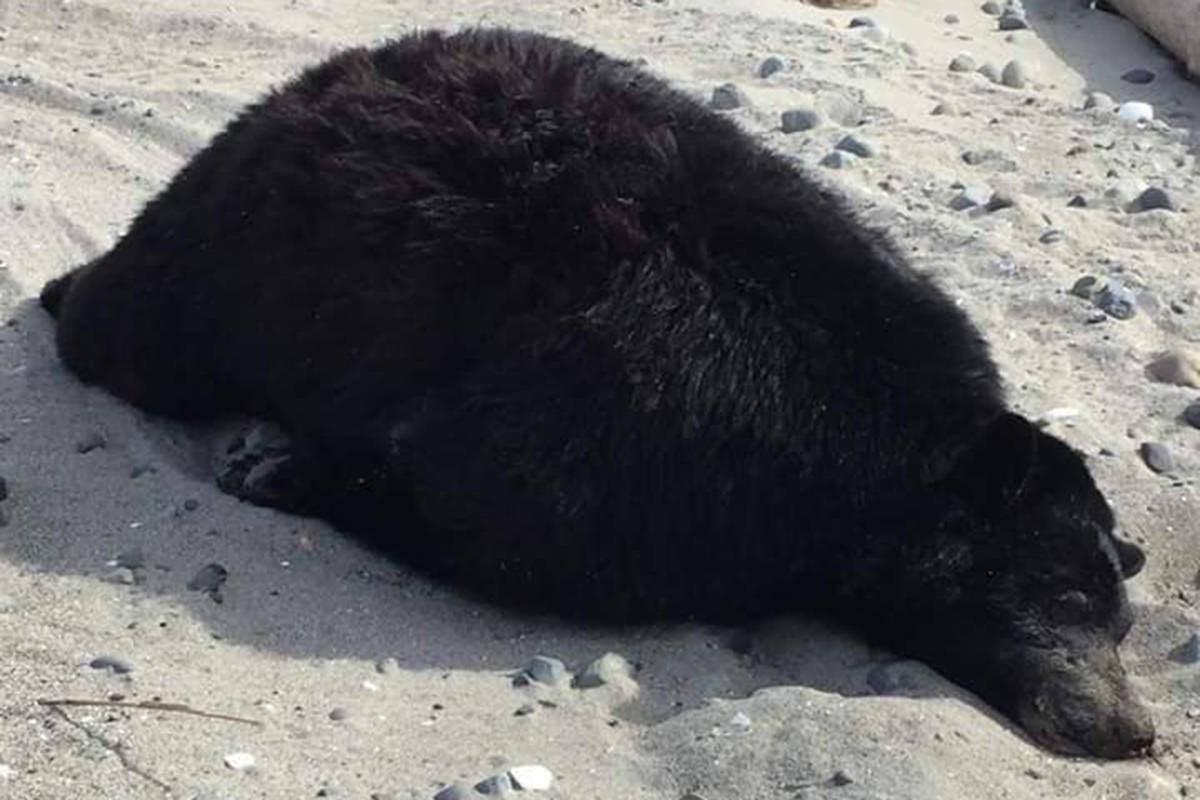Young black bear found shot, dumped on Haida Gwaii - Victoria Times Colonist