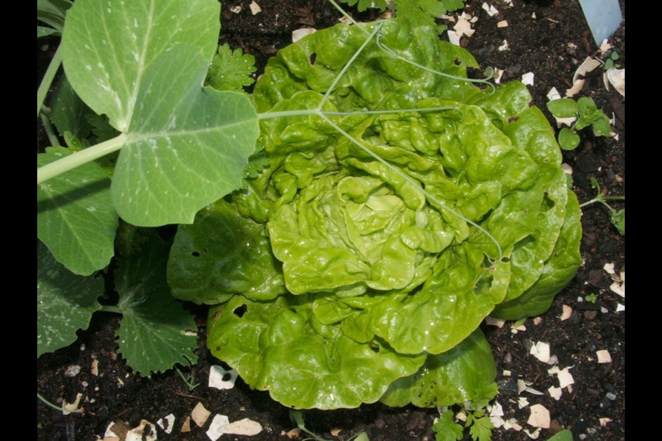 Little slugs and splashes of soil can sometimes be found tucked into the leaves of tightly packed lettuces like this miniature butterhead. After trimming and rinsing, soaking the head in lukewarm water will loosen away unwanted bits.