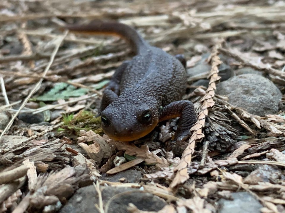 A salamander on forest floor