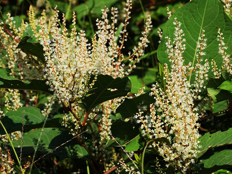 knotweed