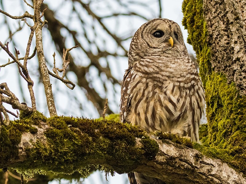 Powell River Orphaned Wildlife Society