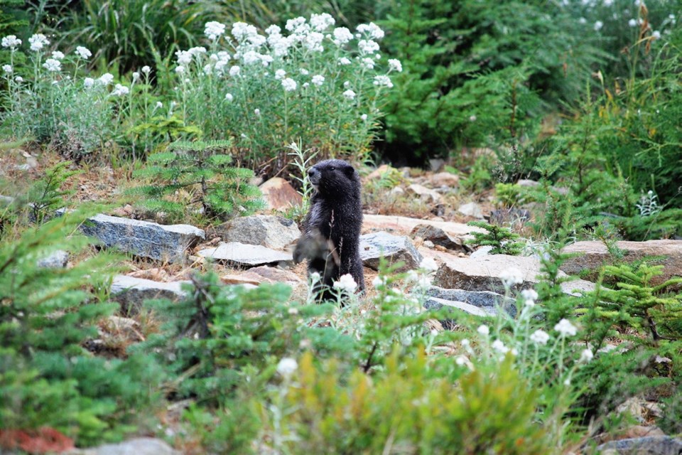 Vancouver Island Marmot.