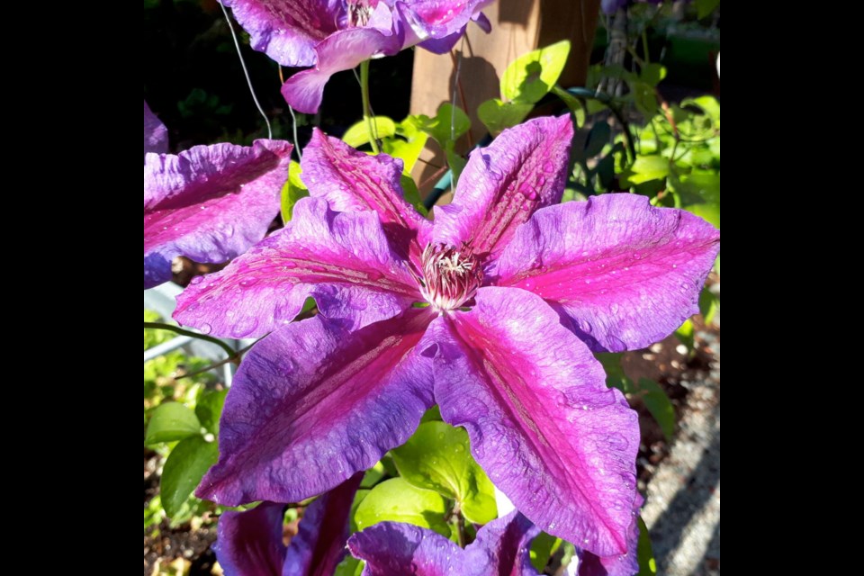 Mrs. N. Thompson clematis gives a late spring and a late summer display of showy flowers.