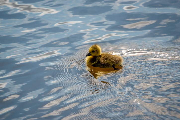 Young duck