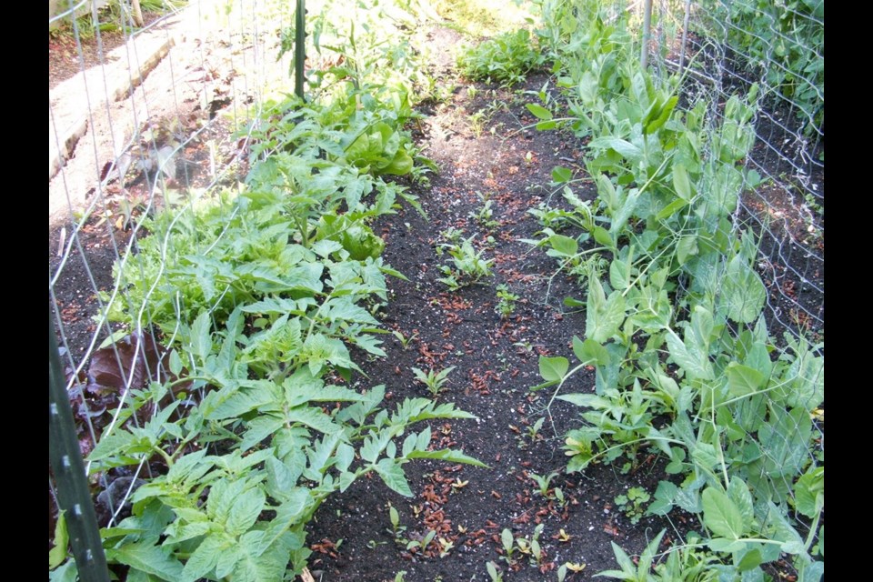 A second planting of peas is developing as, beside them, young tomato plants grow on another length of wire fencing. Sweet potatoes occupy the space on the other side of the tomatoes, along with short-term endive and lettuce.
