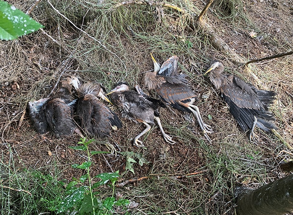 dead birds in tsawwassen