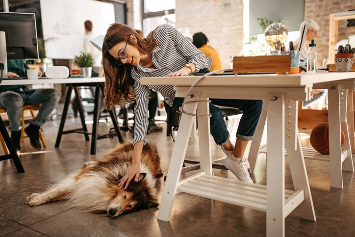 dog at work