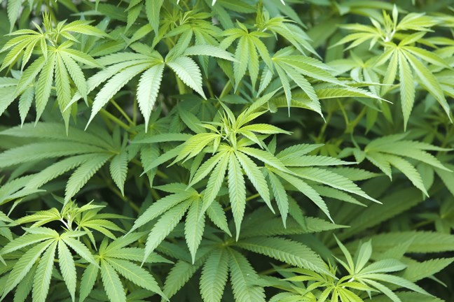 Cannabis plants WEB