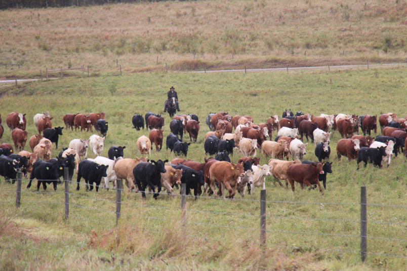 Cattle ranching Peace River region