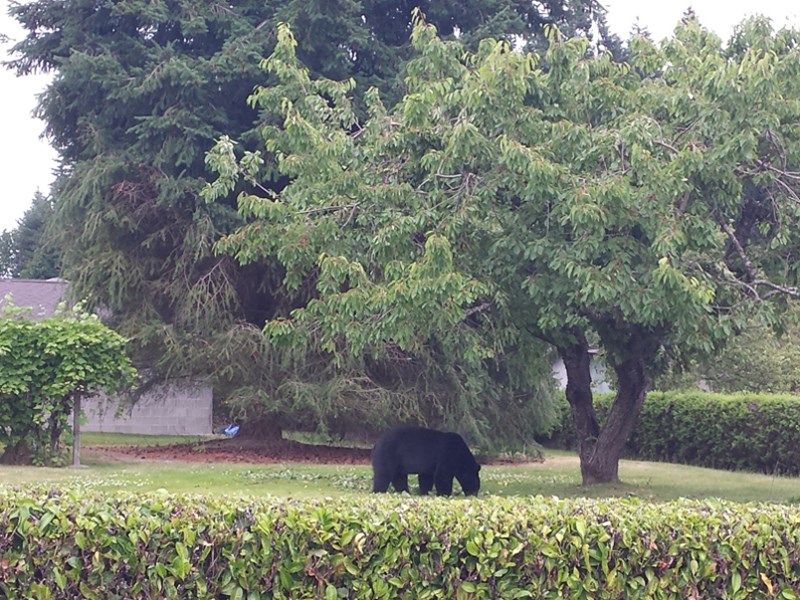 FOOD FORAGING: A bear forages for food on a residential property in Powell River's Wildwood neighbourhood. Shane Carlson photo