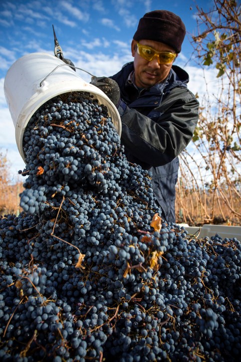 A migrant worker harvests grapes at a farm in British Columbia's Okanagan region. Much of Canada's a