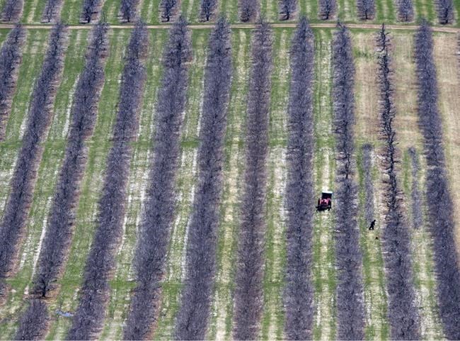 Workers prune fruit trees in Pereaux, N.S., on April 22, 2016. There were 13,252 positions for tempo