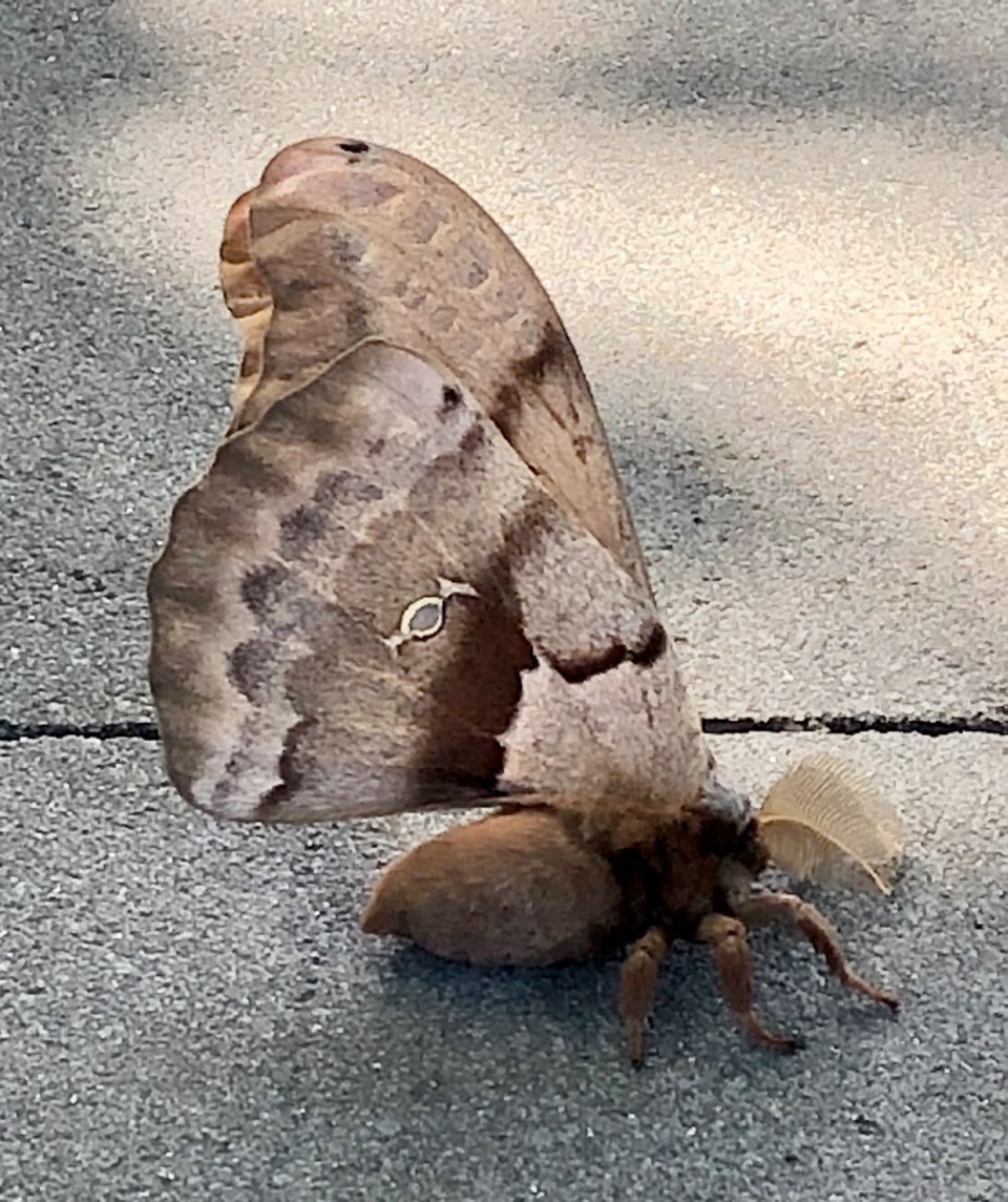 A1 06282020 moth.jpg