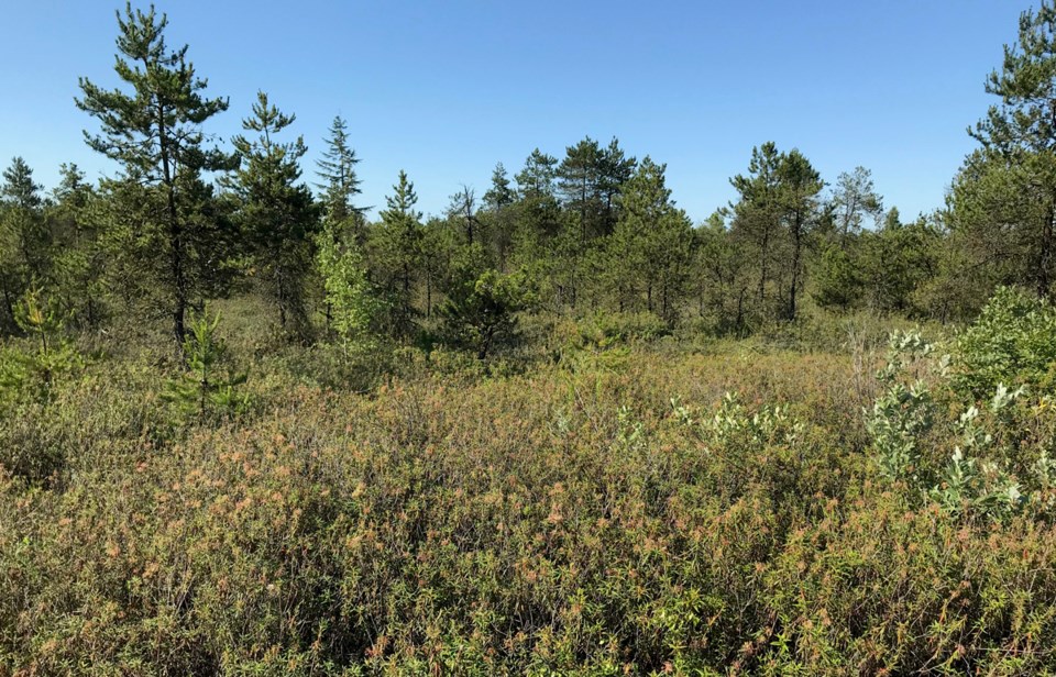 delta's burns bog