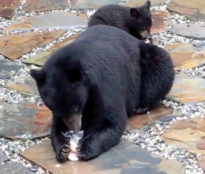 bears eating in yard