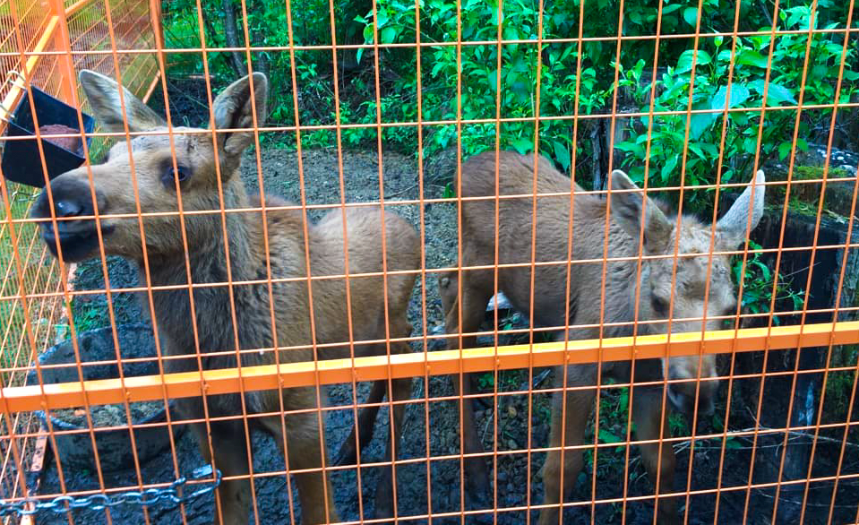 Rimrock Wildlife rehab centre the first of its kind in the Peace Region - Dawson Creek Mirror Rimrock Wildlife rehab centre the first of its kind in the Peace Region - Dawson Creek Mirror