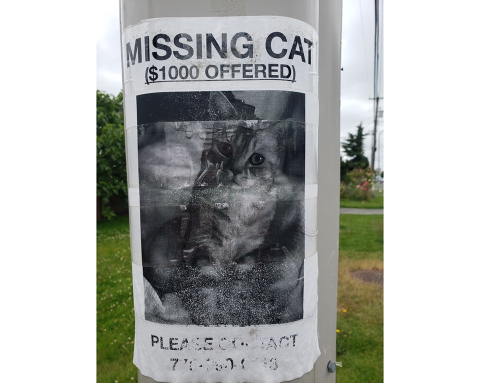 missing pet alert