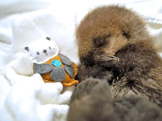 sea otter pup July 2020