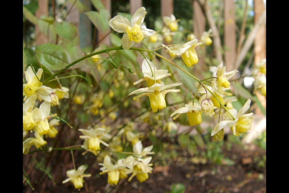Dainty sprays of small flowers appear on epimedium plantings in spring.
