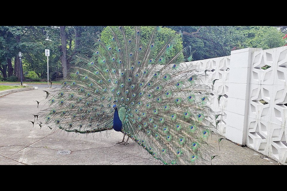 Victoria Animal Control Services captured and relocated a peacock on Friday, July 3, 2020, after reports that he had attacked a resident of Beacon Towers, an apartment building on Douglas Street across from Beacon Hill Park.
