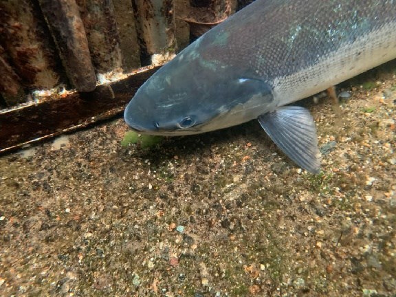 This healthy sockeye salmon was spotted in a trap by the Coquitlam Dam