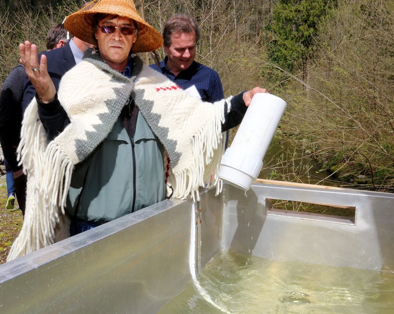 Kwikwetlem First Nations councillor Fred Hulbert Sr. releases the "plug" in the trough to allow the Coquitlam salmon smolts to escape into their natural ancestral habitat of the Coquitlam River during a sockeye salmon release. Those salmon haven't yet returned but a wild sockeye was recently spotted in a trap at the Coquitlam Dam.