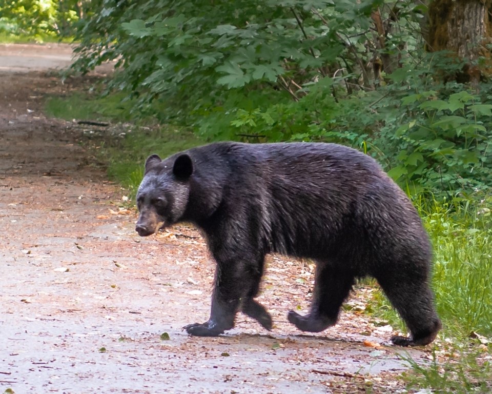 Black bear in Squamish. (Not the bear Melody Wales saw.)