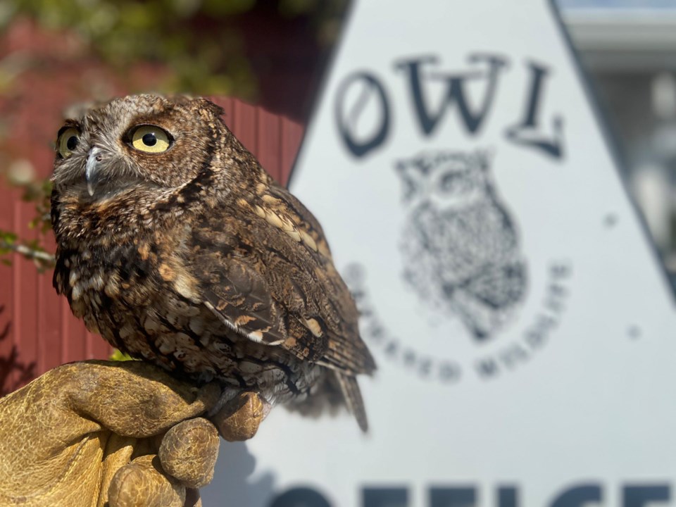 Owl re-opens