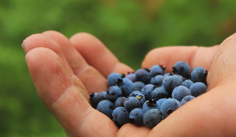 Local berry farms are ready for pickers with COVIS-19 safety protocol in place_0