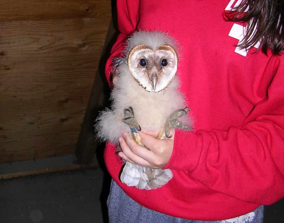 Earthwise barn owlets