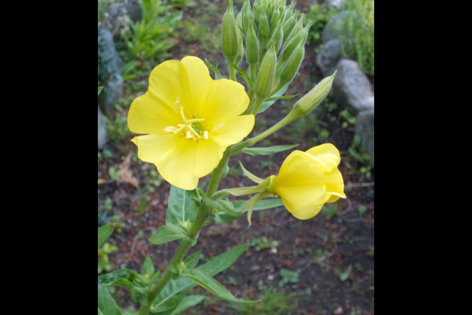 Common evening primrose appears frequently in gardens as a "volunteer" guest.