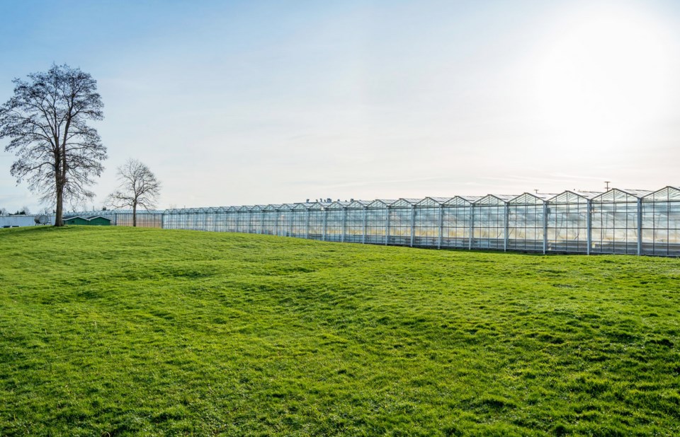 east ladner cannabis greenhouse