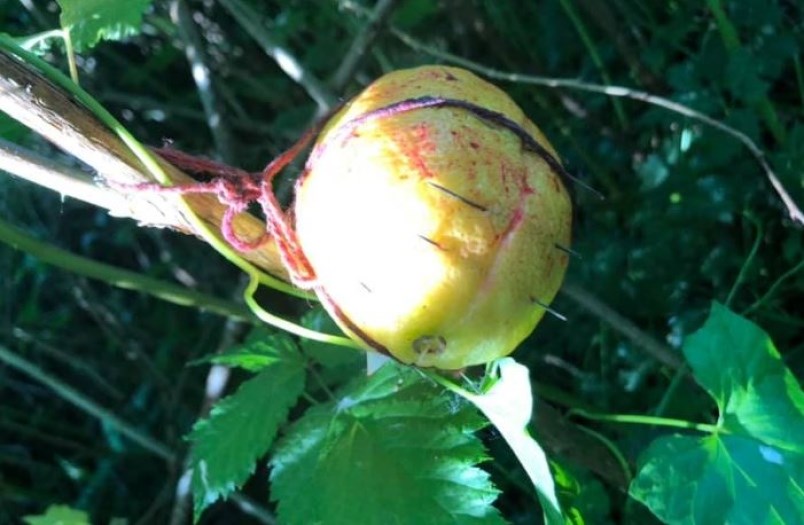 A resident posted photos of a piece of fruit with “needles poking out of it hanging from a bush at knee height” on Facebook in June.
