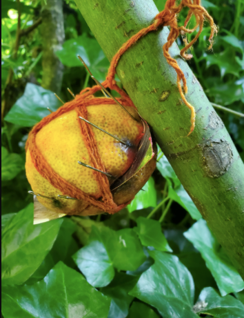 Second lemon pierced with needles