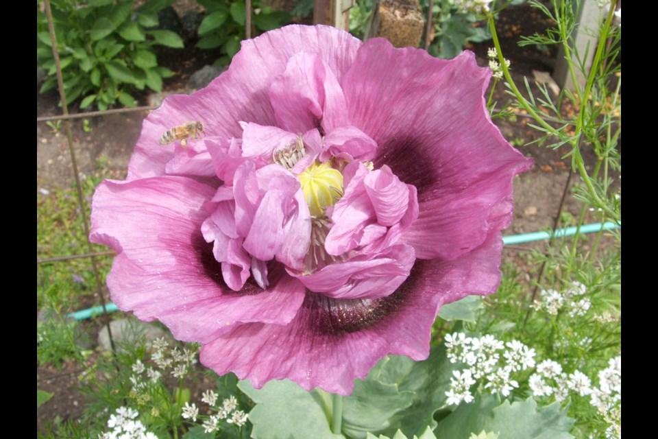 Annual peony, or breadseed, poppies are common "volunteer" plants in gardens.