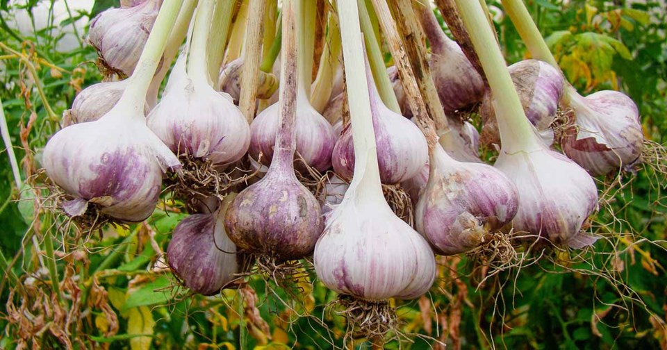garlic