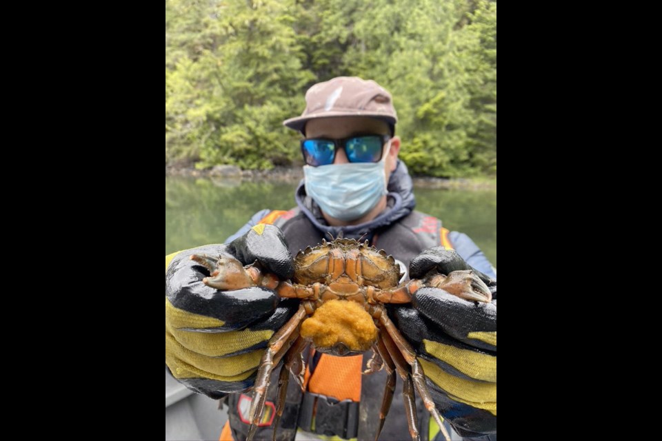 A berried (pregnant) female European green crab can produce up to 200,000 eggs in a single season. Credit: Coastal Restoration Society