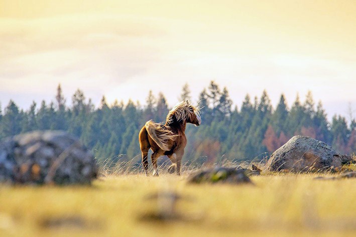 chilcotin horse