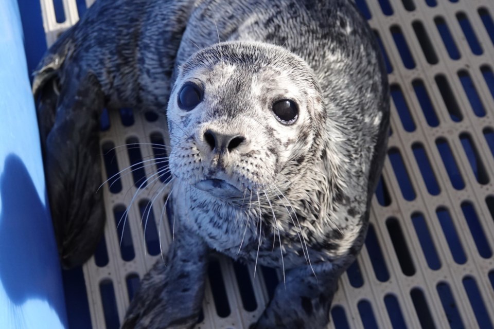 Rescued seal pup