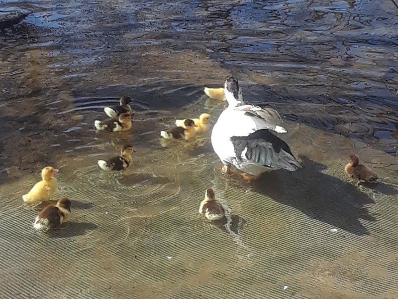 Powell River Orphaned Wildlife Society