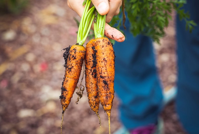 urban farming