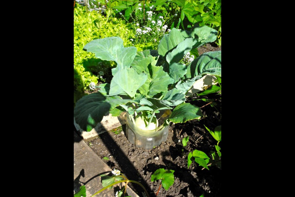 Mature kohlrabi in water collar. See the empty spaces where mature vegetables have already been harvested.