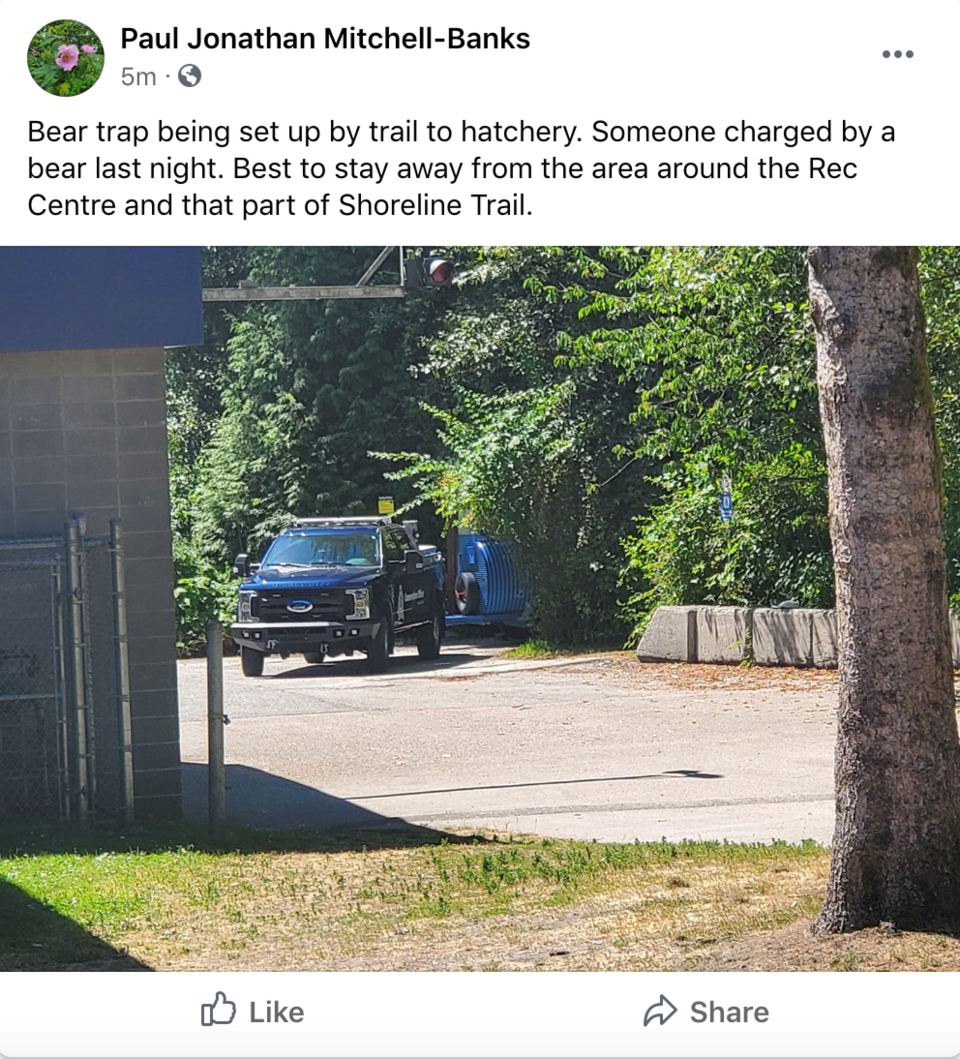 bear in port moody