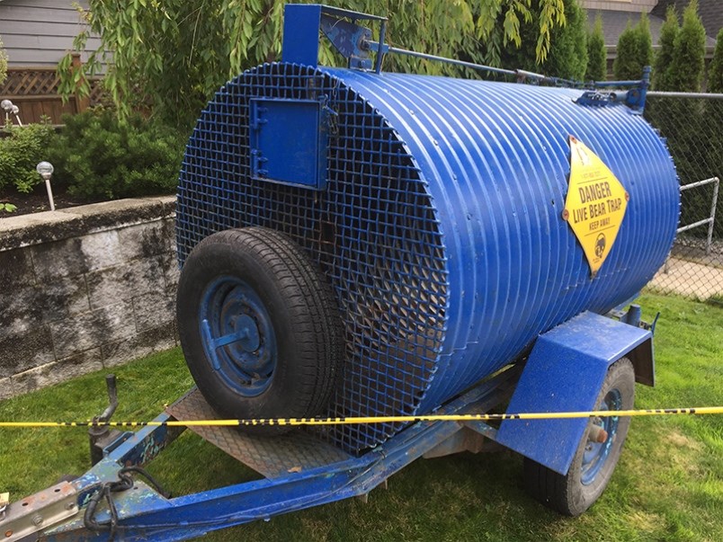 A live bear trap uses bait to capture the bear unharmed.