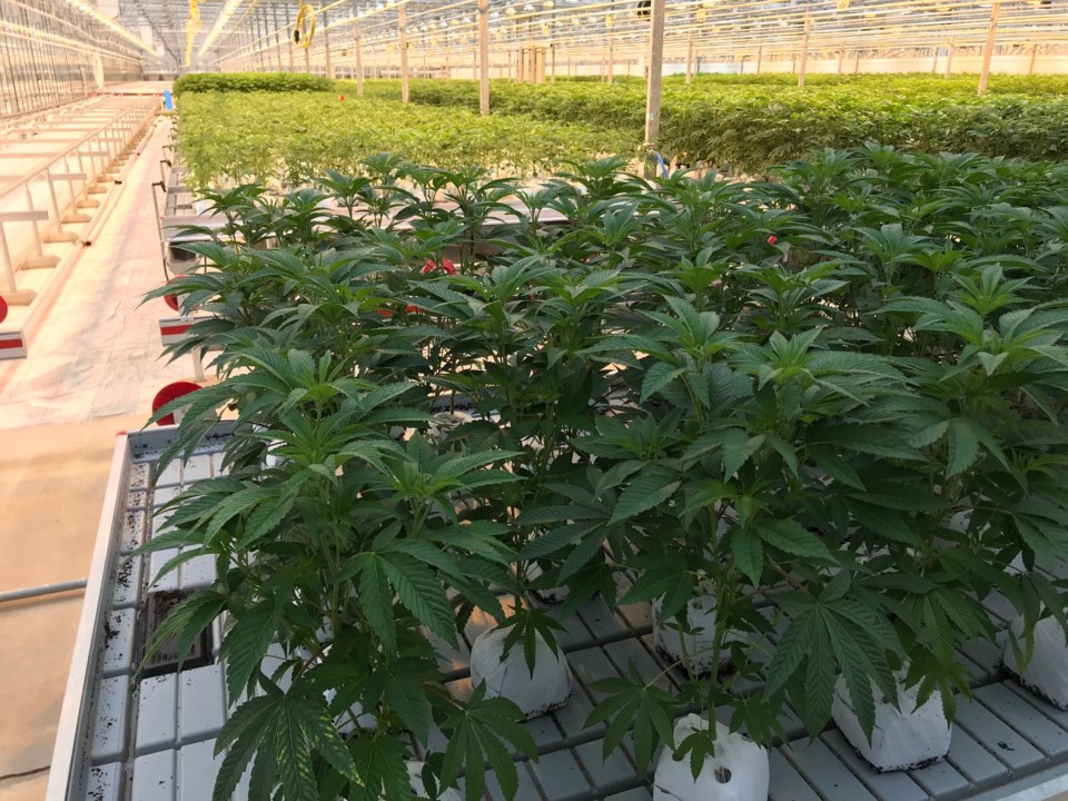 delta cannabis greenhouse pure sunfarms