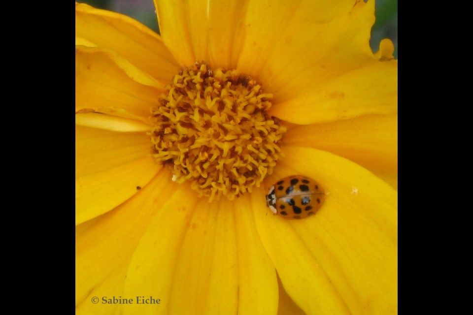 Ladybug strolling across a coreopsis. Photo: © Sabine Eiche