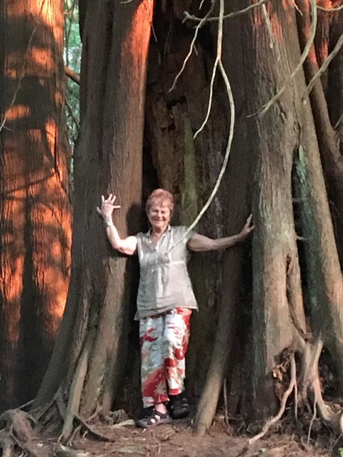 Kami and a giant tree