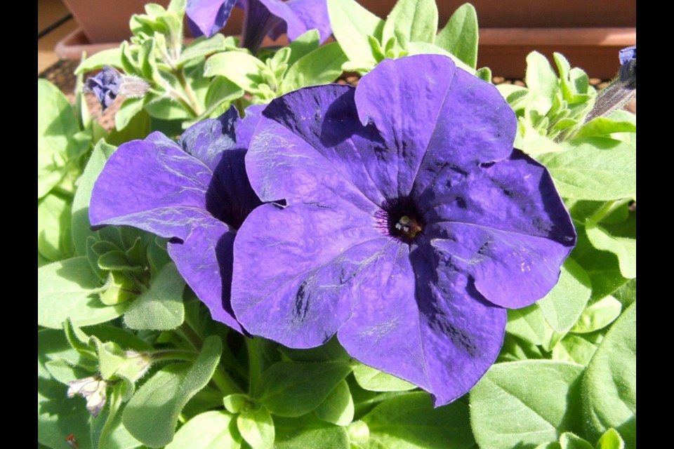 Blue Storm, a fragrant petunia, is ideal for growing on decks, balconies and patios, where the scent can be most appreciated.