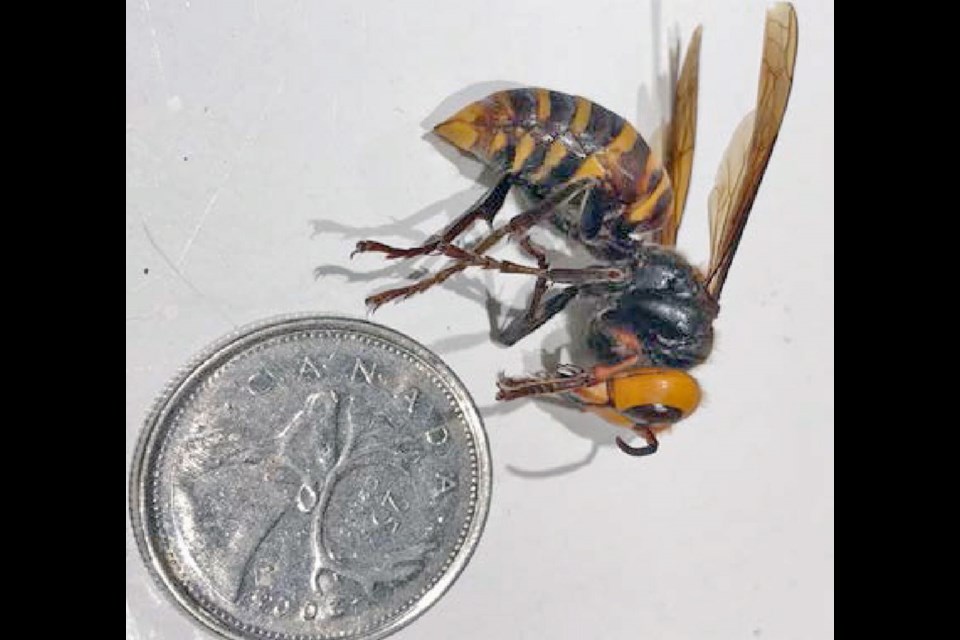Asian giant hornets have noticeably large orange heads and black eyes. Worker hornets are approximately 3.5 cm in length and queens can be up to 4-5 cm in length with a wingspan of 4-7 cm