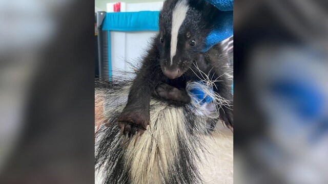 The young skunk, before it had to be put down. Critter Care photo